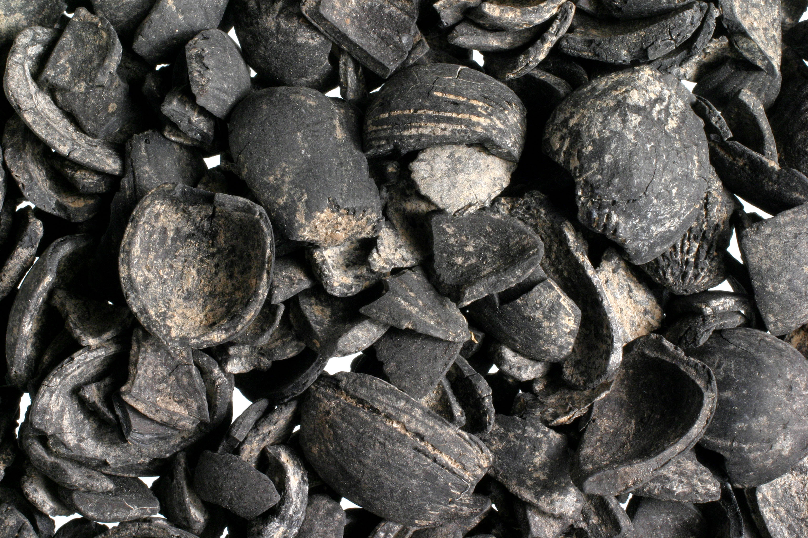Charred Hazelnuts shells